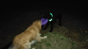 Перетягиваем пуллер с золотистым ретривером(кто сильнее?!) часть 1))