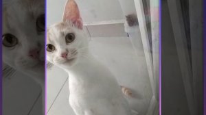 Kedi sesi 😺kedimiz reçel