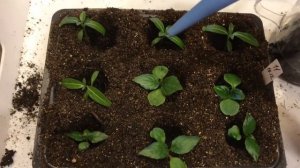 Бальзамин 19.01.19 Выращивание бальзамина новогвинейского из семян. Пикировка