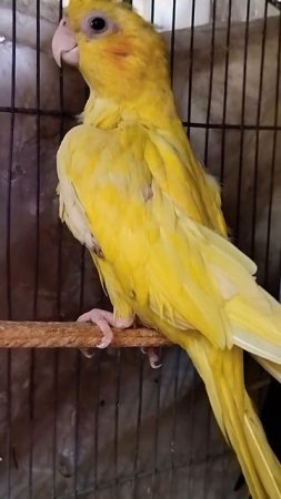 Yellow Cockatiel Rare Mutation | Full Yellow Cocktail | #shorts #yellowcockatiel #raremutation