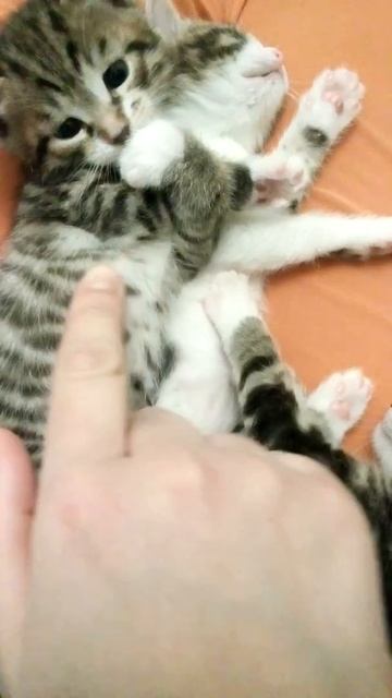 Котятам почти месяц. смотреть онлайн