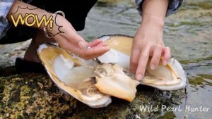 How to get pearls? Pearl-pickers look for shells, open mussels and take out green pearls