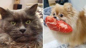 Какие важные дела переделали Бася и Рыся?