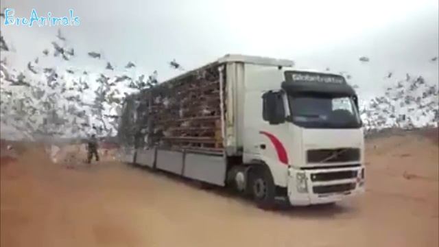 ПРИКОЛЫ С ЖИВОТНЫМИ | FUN WITH ANIMALS #106 смотреть онлайн