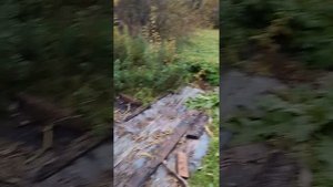 Гуси охраняют территорию.
