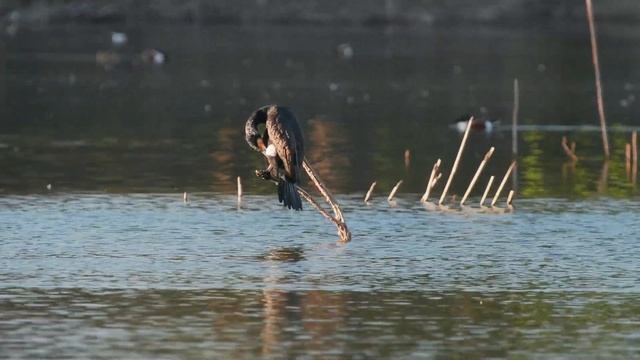 Great Cormorant, Баклан Большой, Ευρωπαϊκός Κορμοράνος, Phalacrocorax carbo смотреть онлайн