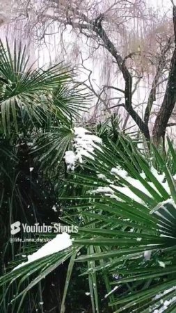 Снег❄️ и пальмы🌴 в Сочи