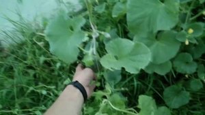 Дыня в ведре. Продолжение