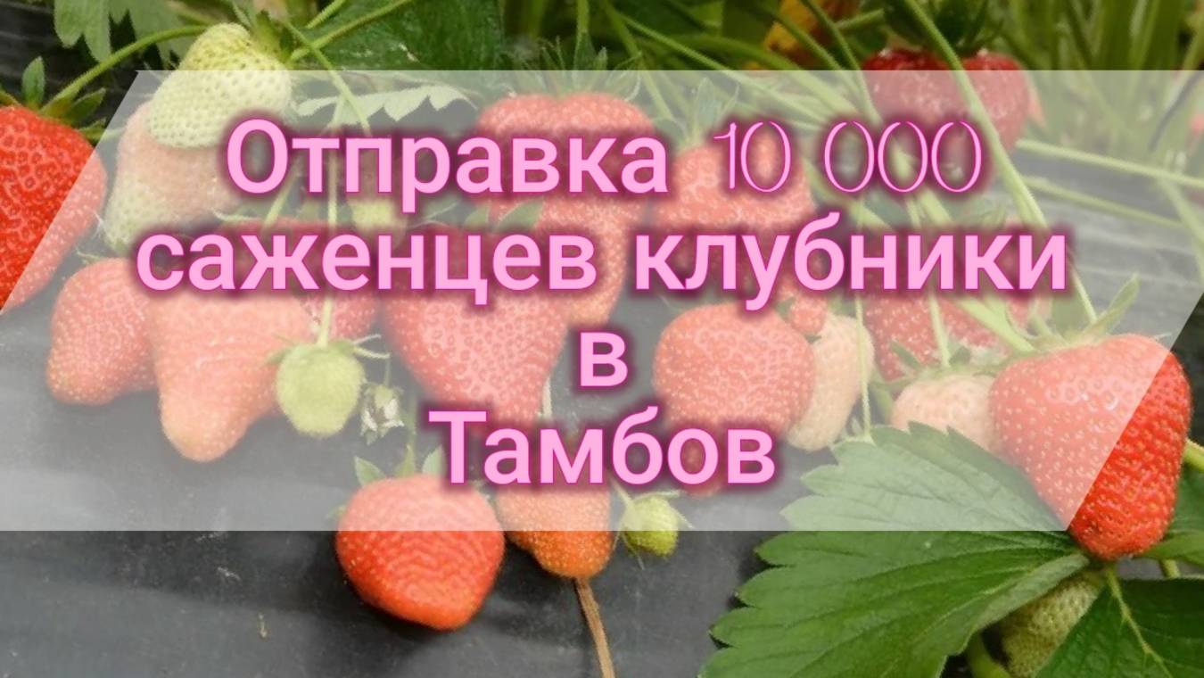 Отправка 10.000  саженцев клубники в Тамбов.