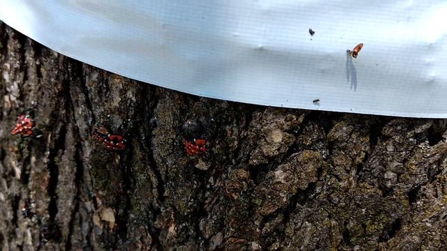 How to stop Lanternflies with duct tape!