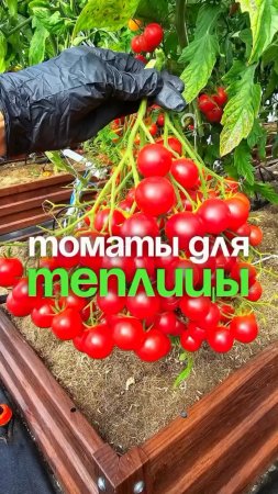 Урожайные сорта томатов для теплицы ✅