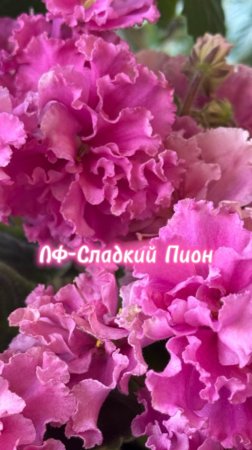 ЛФ-Сладкий Пион, фиалка