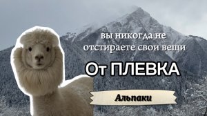Ферма Альпак в Архызе