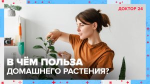 ДОМАШНЕЕ РАСТЕНИЕ | Доктор 24