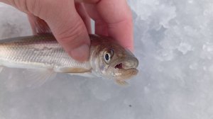 Шикарная рыбалка на зубаря