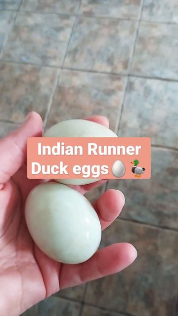 INDIAN RUNNER DUCK eggs 🥚 😋 👌JAJA Biegusów Indyjskich #shorts смотреть онлайн