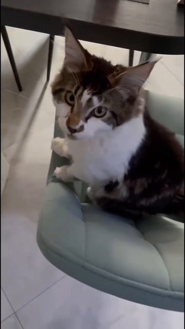 говорящий кот Степа!! со звуком! #животные #кошки #кот #shorts смотреть онлайн