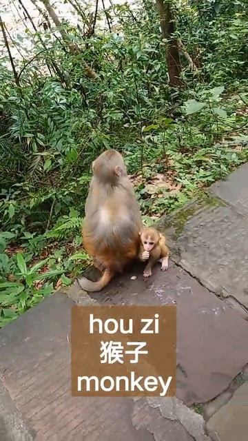 monkey in Chinese смотреть онлайн