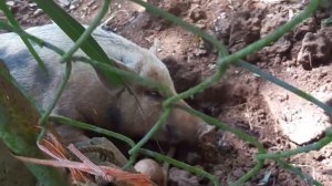 Поросячий визг