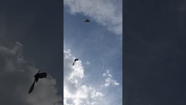 молодой ореховый Ленинаканец смотреть онлайн