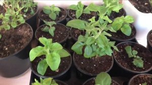 Обзор рассады. Декабрь 2019