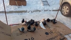 22.02.25 ч2. Ярмарка Тольятти , Олег Костяков.