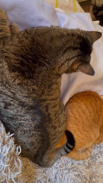 3 признака того, что кошки любят друг друга #11 - Cute Cats #199 смотреть онлайн