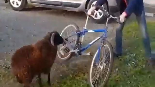 Тупой баран смотреть онлайн