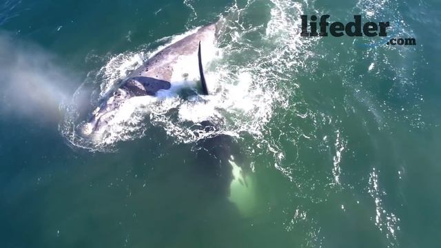 Animales Terrestres Acuáticos y Aéreos: Cómo Son y EJEMPLOS