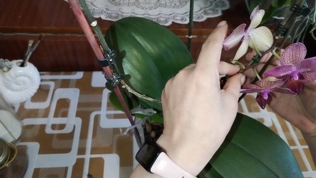 Орхидея Кимоно. Хитрость по формированию цветоноса. Сюрприз от Пико Чип 💞.