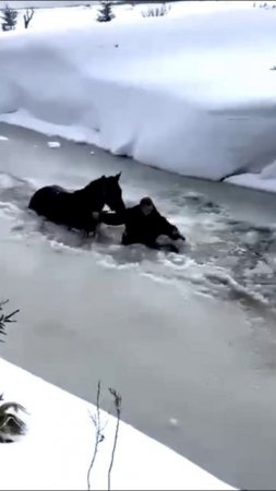 Спасение лошади из ледяной реки