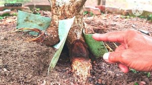 Proses Tahap Keempat Membuat Anak Cabang Akar Geometri