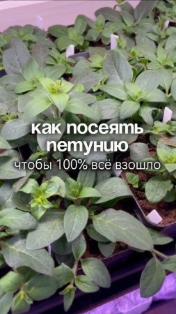 Сеем петунии так, чтобы 100% все взошло