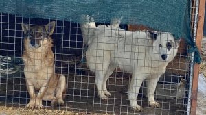 Суровые будни приюта