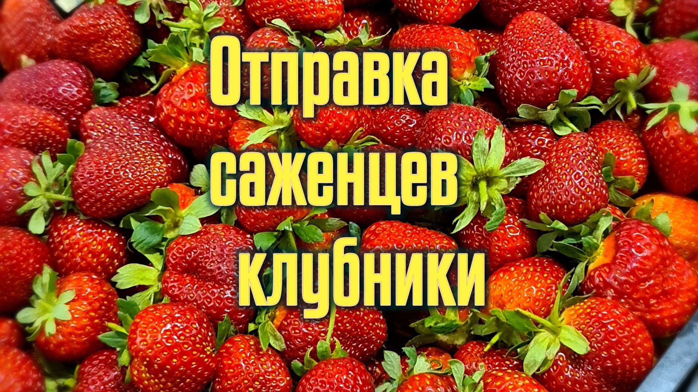 Отправка саженцев смотреть онлайн