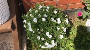 Обзор сортов вегетативных петуний N 1 BLANKET