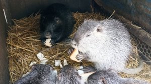 Побольше витаминов для НУТРИЙ зимой. Откармливаем больного НУТРИКА. 19.02.25