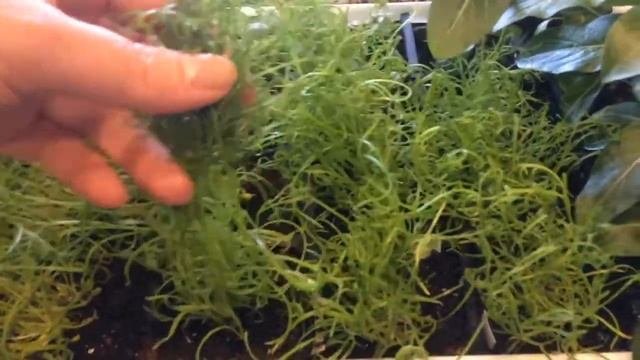 Брахикома 01.04.18 Прищипка брахикомы
