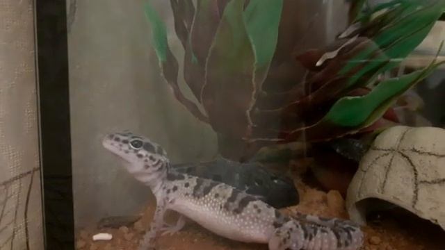 милота скажите смотреть онлайн