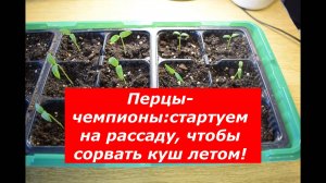 Только так получаю 100% всходы перца