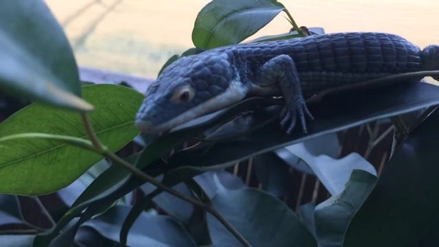 Abronia graminea "Blue Eye" смотреть онлайн