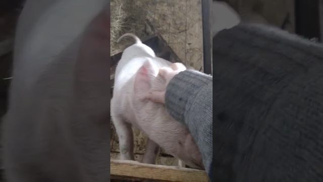 новый дом для свинки #свиньи #козы #куры #гуси #индюки #ферма смотреть онлайн