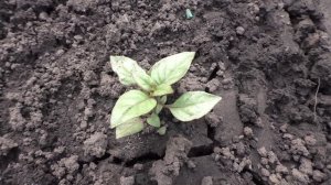 Базилик ЗЕЛЕНЫЙ