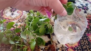 черенки каланхоэ укоренились на обычной воде