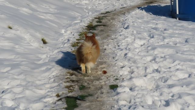 Вышел #котик погулять 23.02.25 #рыжийкот #мейнкун #смешныеживотные