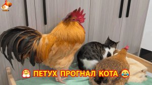 Петух выгнал Кота и простил Курицу за ошибку ❣️🤗😂