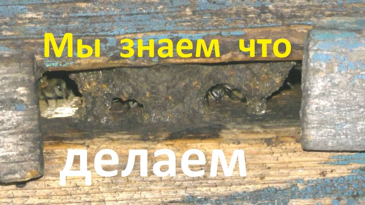 Почему пчелы застраивают летки прополисом смотреть онлайн