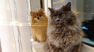 Что Бася и Рыся делают перед сном?