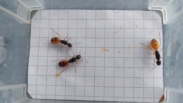Camponotus fedtschenkoi 3 морфы 01.05.2023 смотреть онлайн