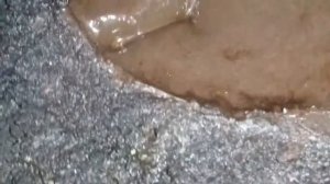 Plateosaurus Falls in Jungle Quicksand